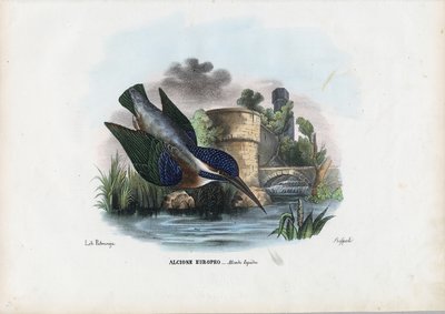 Martín pescador común, 1863-79 de Raimundo Petraroja